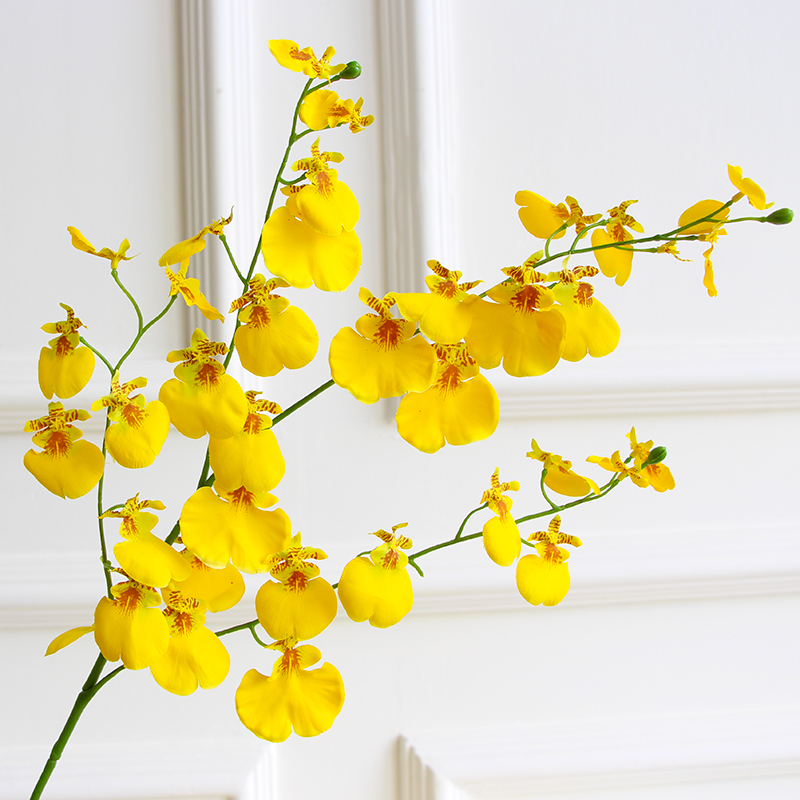 兰花庭院发货洋兰跳舞兰文心兰室内办公室观景盆栽花卉好养活防下架