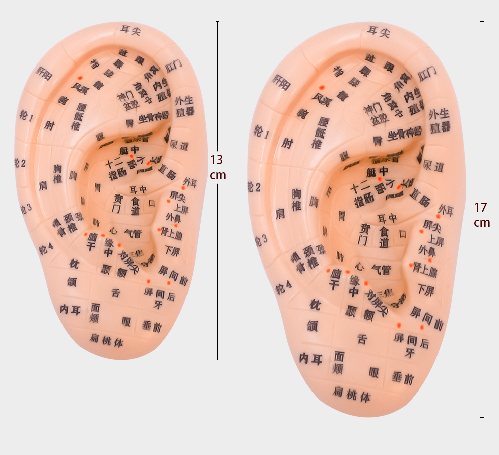 耳朵对应的反射区图片