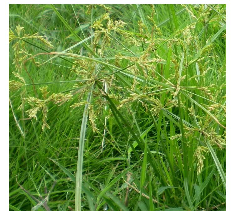 莎能 莎草净坪安镢莎马尼拉草坪除草剂除香附子三棱草水蜈蚣 30g