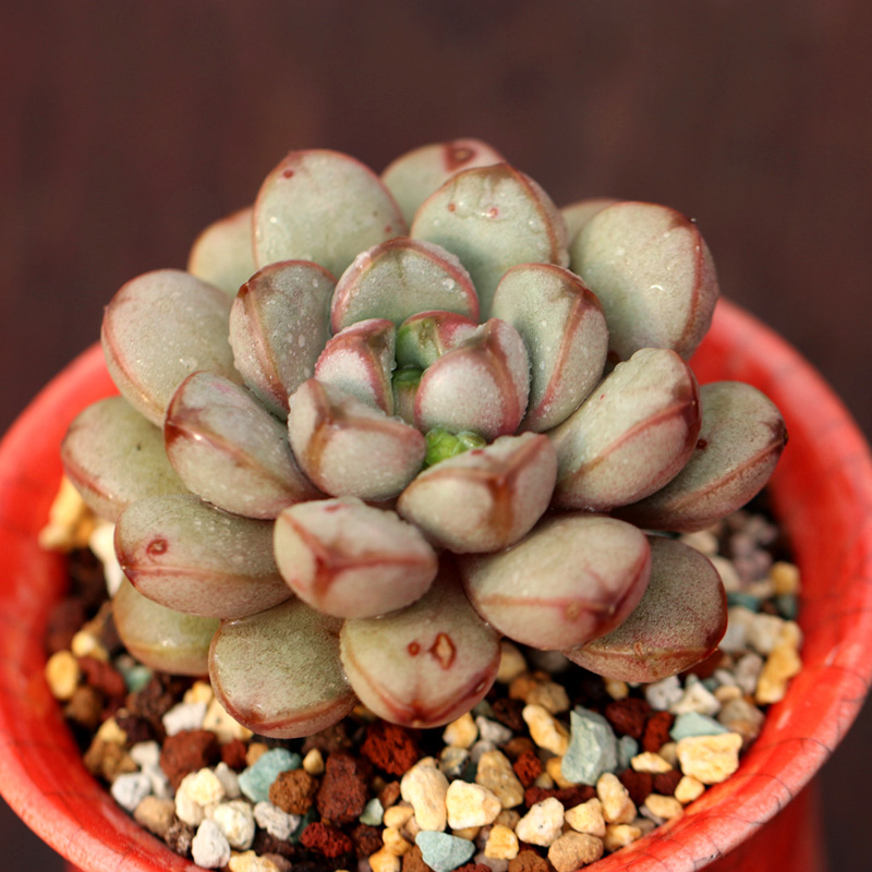 姬葡萄粉葡萄萌肉肉多肉植物绿植kk后花园发货前拍照粉葡萄单头45cm