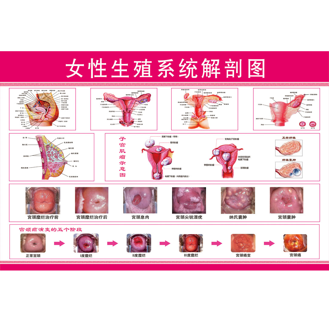 正常女性宫颈图片大全图片