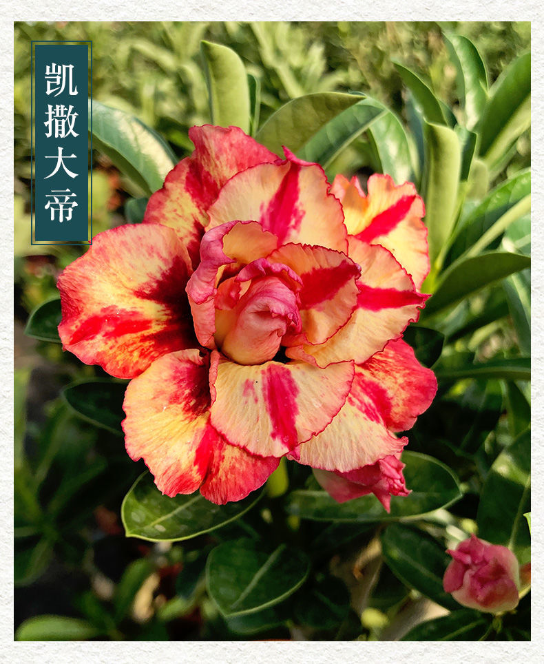 沙漠玫瑰盆栽嫁接老桩重瓣沙玫花苗四季勤花耐热耐旱绿植花卉植物