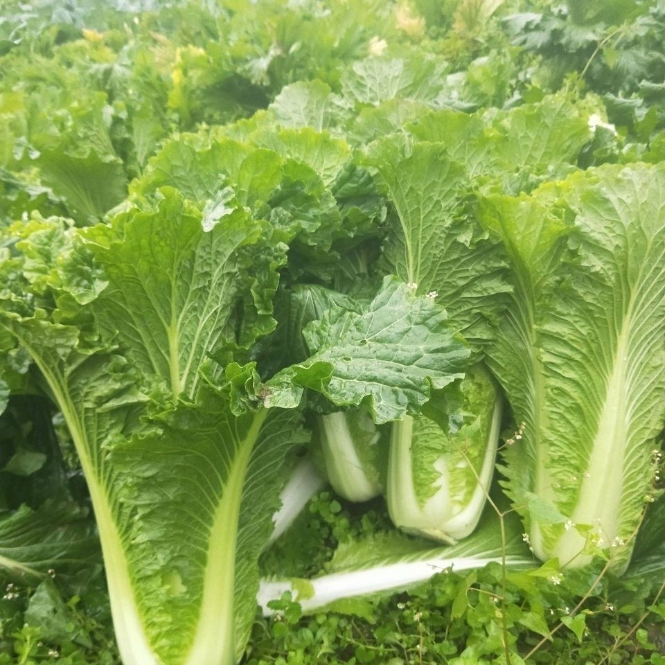 云南高山麻叶青菜大白菜天津绿白菜时令蔬菜新鲜农家自种现摘精选2500