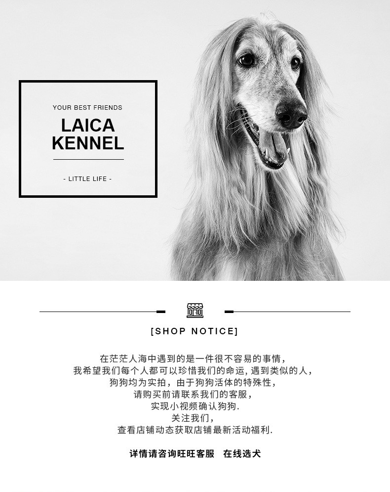 沙皮狗纯种宠物狗狗沙皮狗幼犬活体沙皮狗幼犬活体 血统级 母