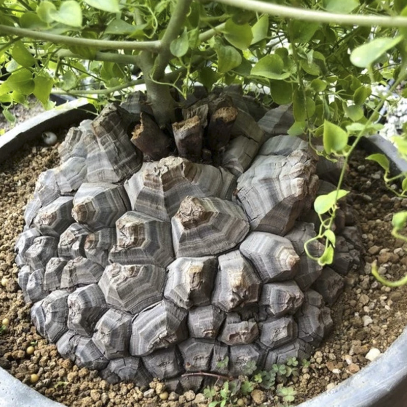 多肉綠植爬藤垂掛稀有貴貨塊根植物多肉一物一拍虎雀龜甲龍34cm隨機