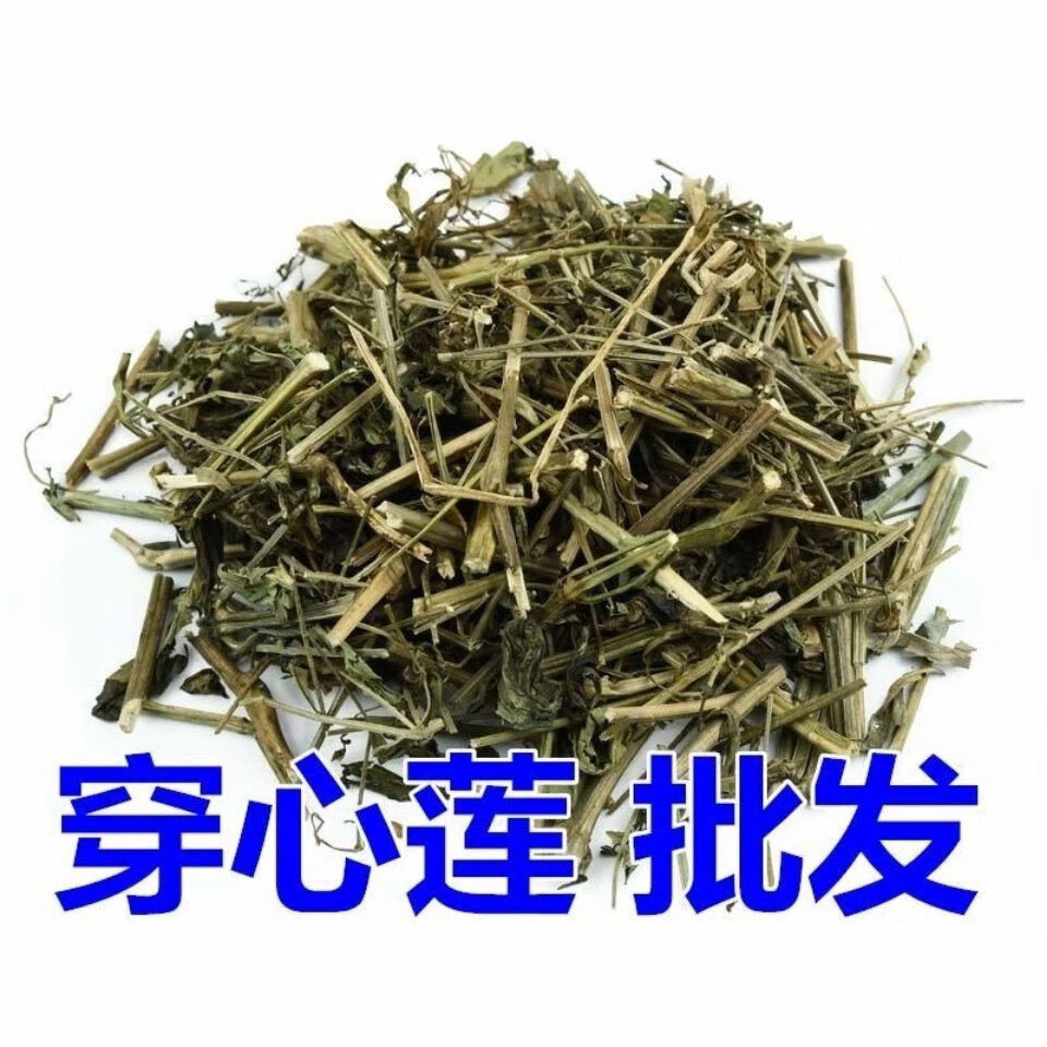 无硫穿心莲中药材500克新货川心连苦胆草穿心莲中草药有仁堂 穿心莲