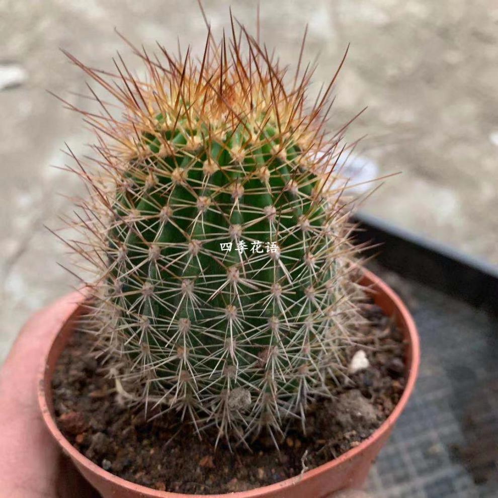 飞碟毛花柱 杂交彩草仙人球仙人柱 红星毛花柱随机品种毛花柱植物 杏