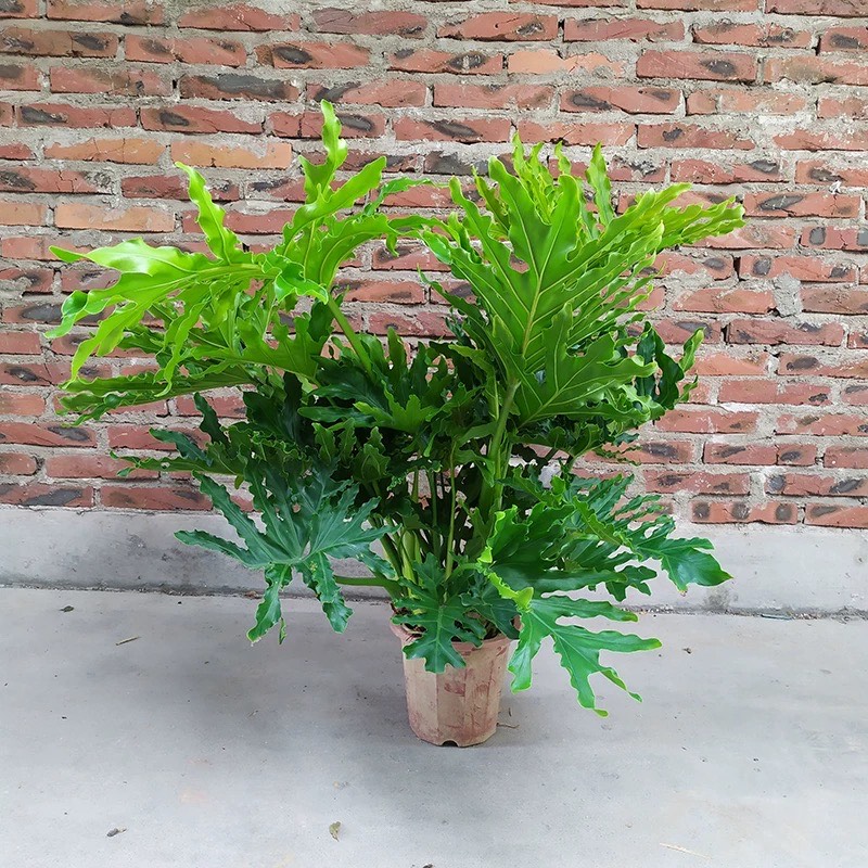 春羽盆栽苗春雨春芋室内小大型观叶绿植物四季常青耐阴吸甲醛美观