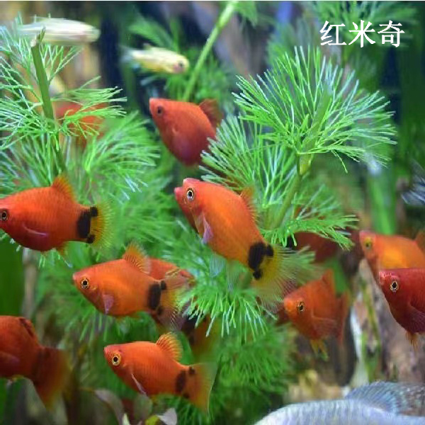 博晟洋热带观赏鱼斑马鱼米奇鱼胎生鱼金苔鼠荧光群游小型鱼淡水耐活好