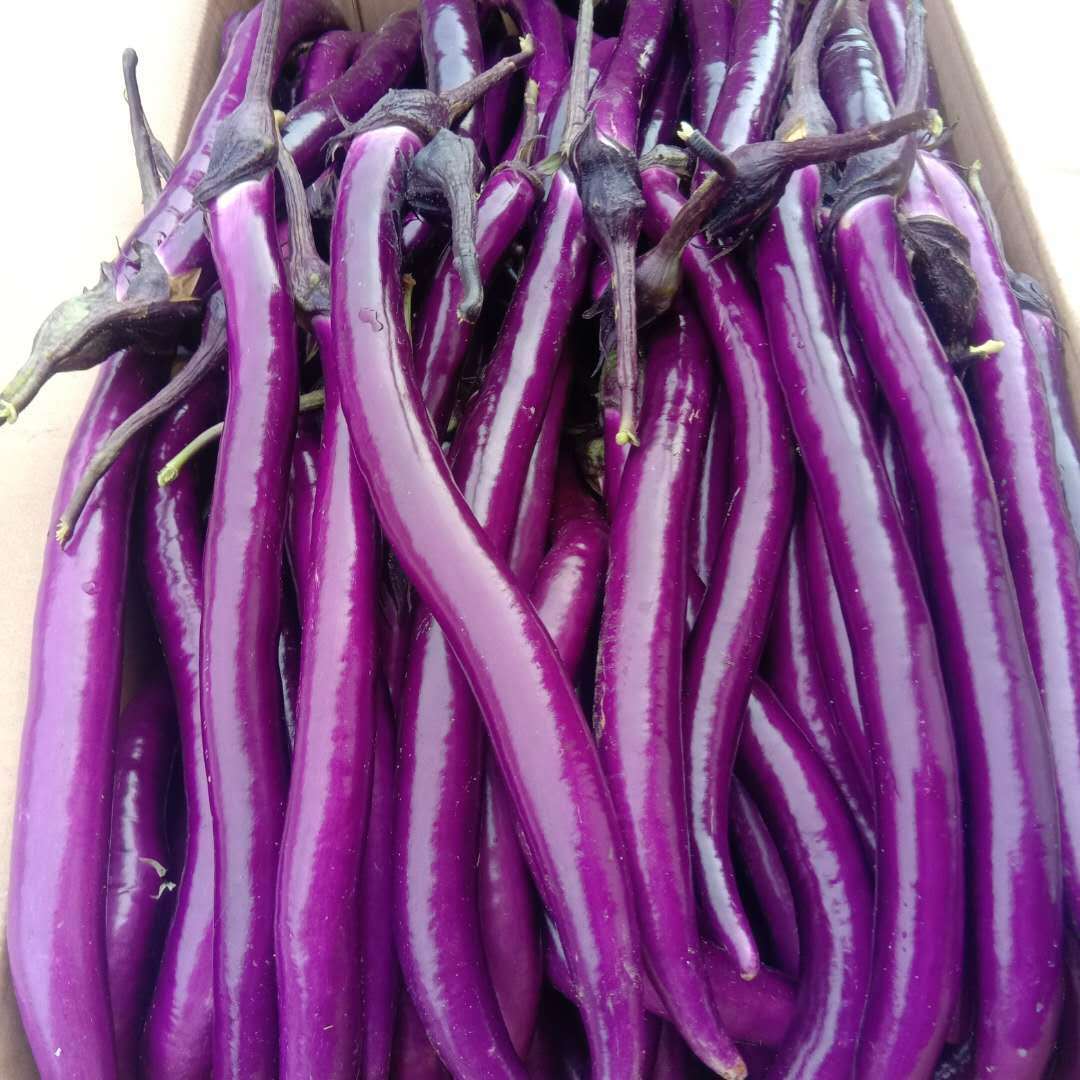 新鲜现摘紫茄子细长茄子线茄子软糯滑杭茄瓜可以做