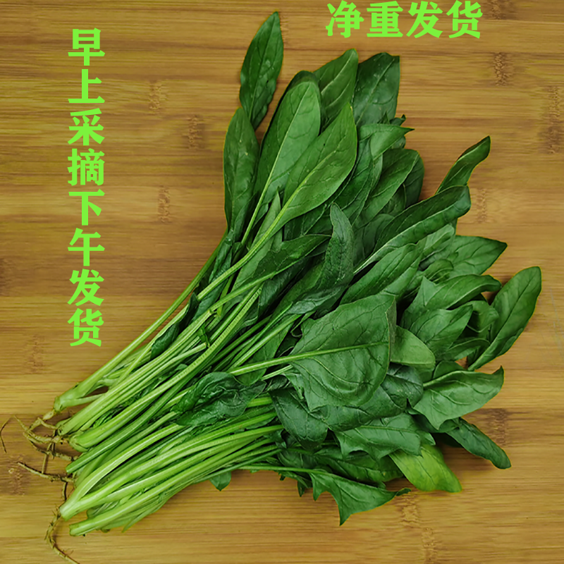 新鲜菠菜叶菜时令蔬菜农家菜2000克