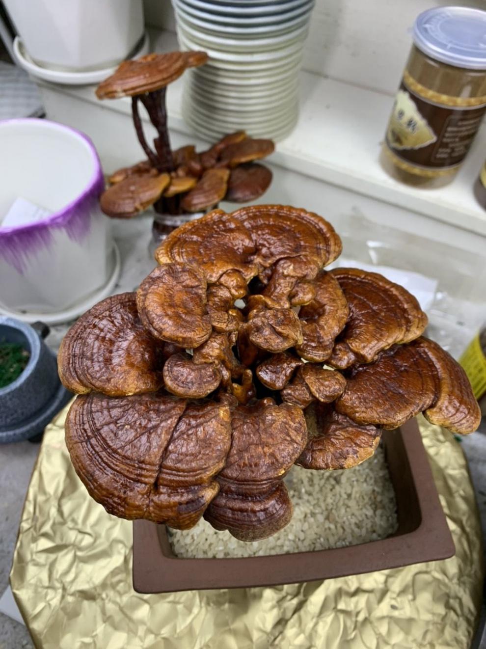 灵芝盆栽盆景多肉冬季不怕冷室内办公居住摆放高端大气档次秒拼商品