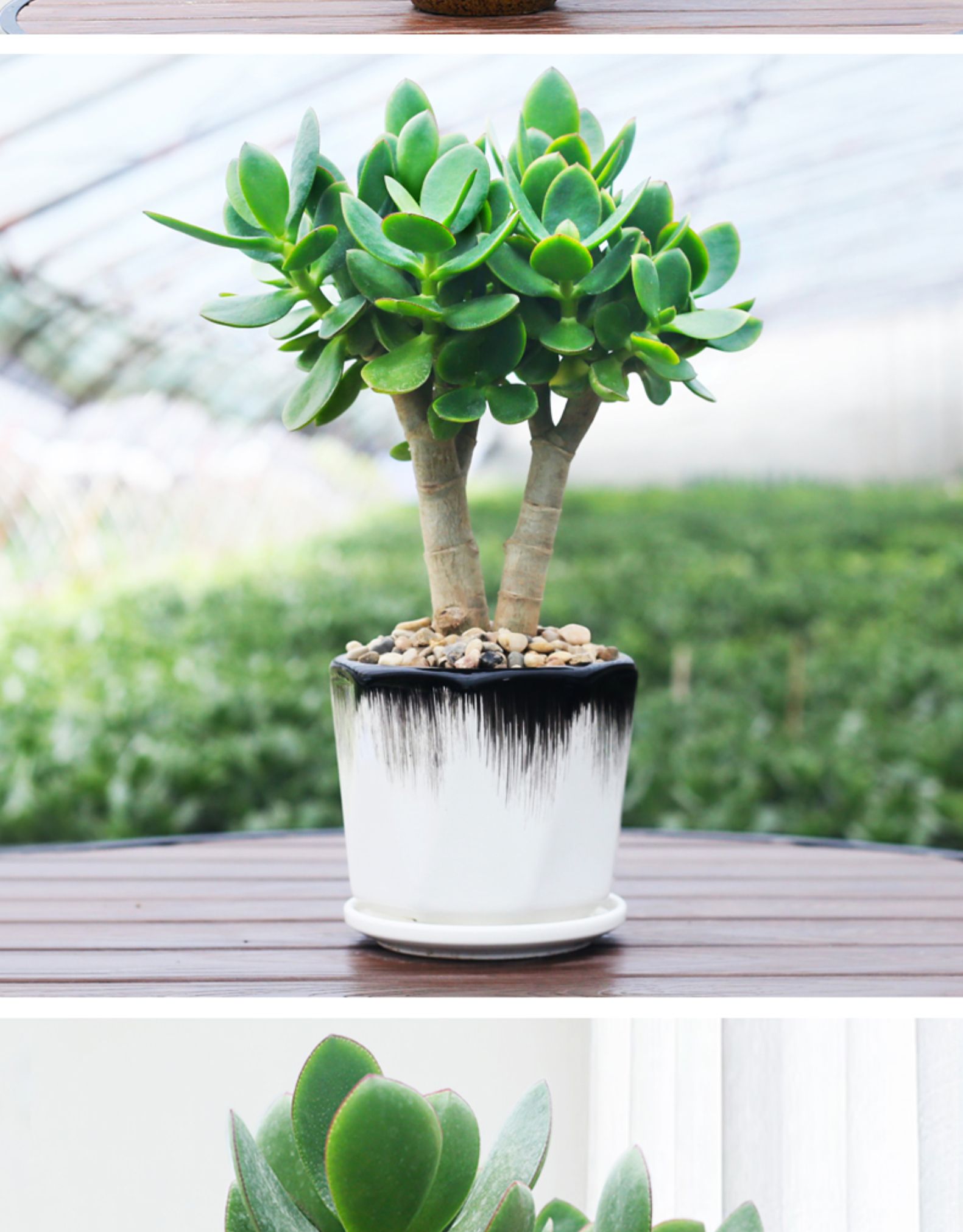 玉树盆栽老桩多肉植物室内客厅四季常绿好养燕子掌亚灌木绿植花卉