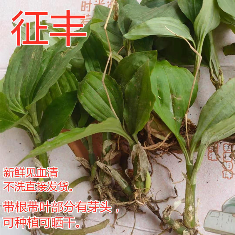 伟博半斤也新鲜三叶青见血清湘西品种很苦6月8日发完8月15日发完半斤