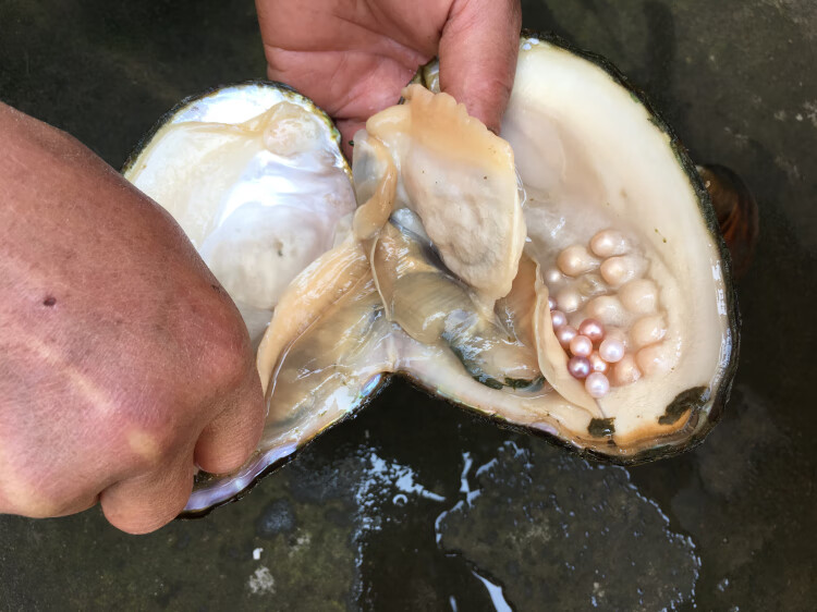 【京挑好礼】 珍珠贝活体 山下湖自家养殖淡水珍珠大河蚌多珠混色寄活