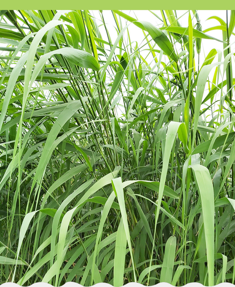 春光岛苏北骆马湖现摘新鲜野生芦苇叶天然粽子叶粽叶端午节包粽子 100