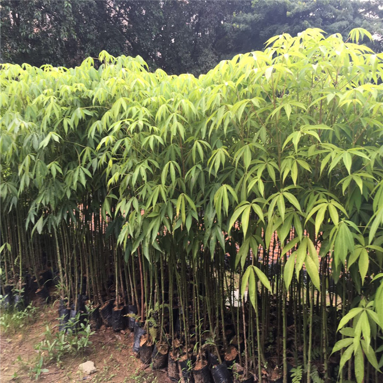 美丽异木棉树苗美人树苗大腹木棉苗酒瓶树苗庭院小区地栽种植虎雀a