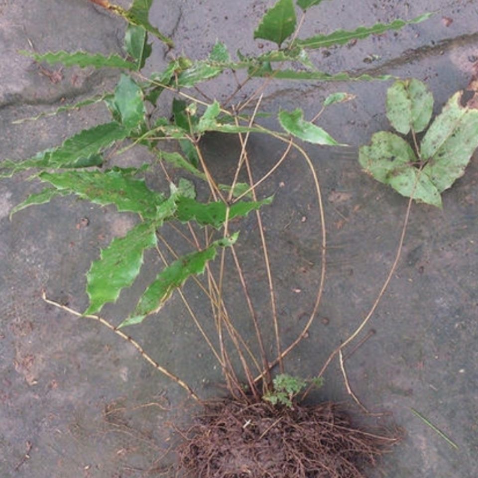 四川淫羊藿 整颗淫羊藿叶仙灵脾叶茶 泡酒泡茶500克 野生淫羊藿整颗