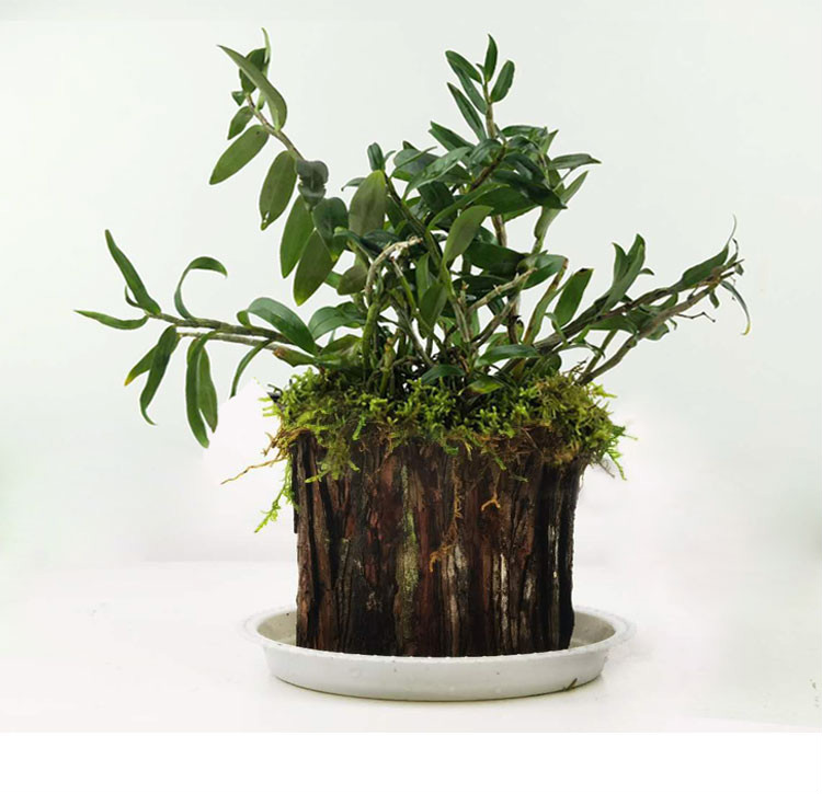 铁皮石斛板植 石斛盆专用盆 蛇木板石斛附生板 石斛树桩 石斛木板