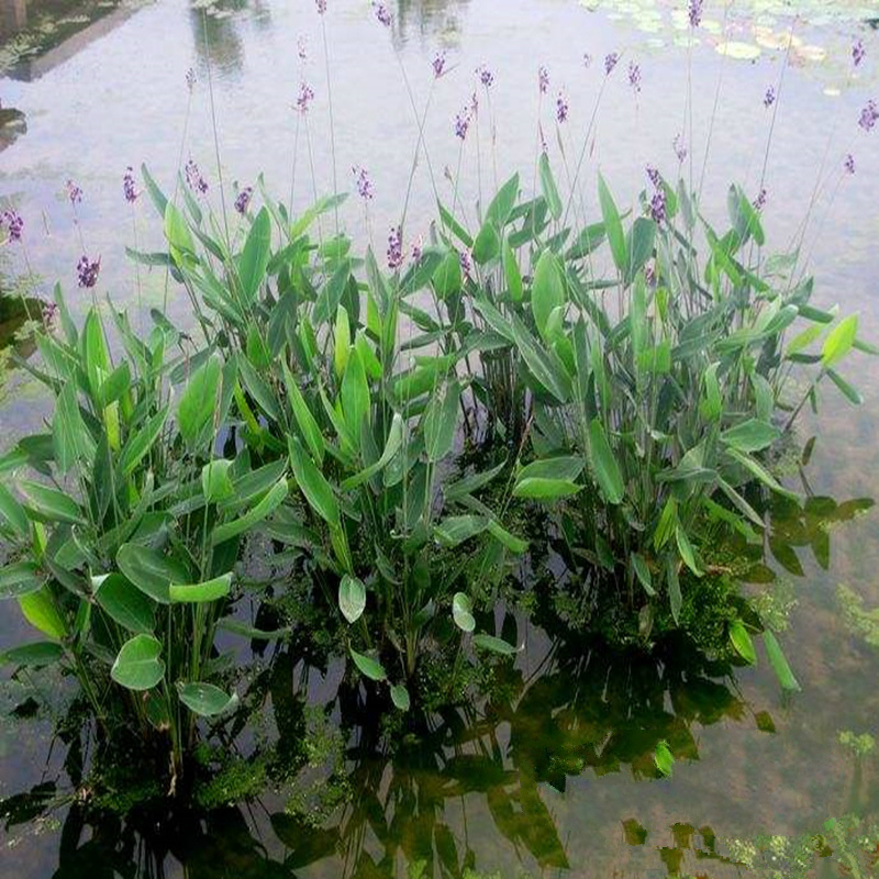 鹿凌青水生花卉再力花苗室外池塘绿化人工湿地挺水植物水质公园小区