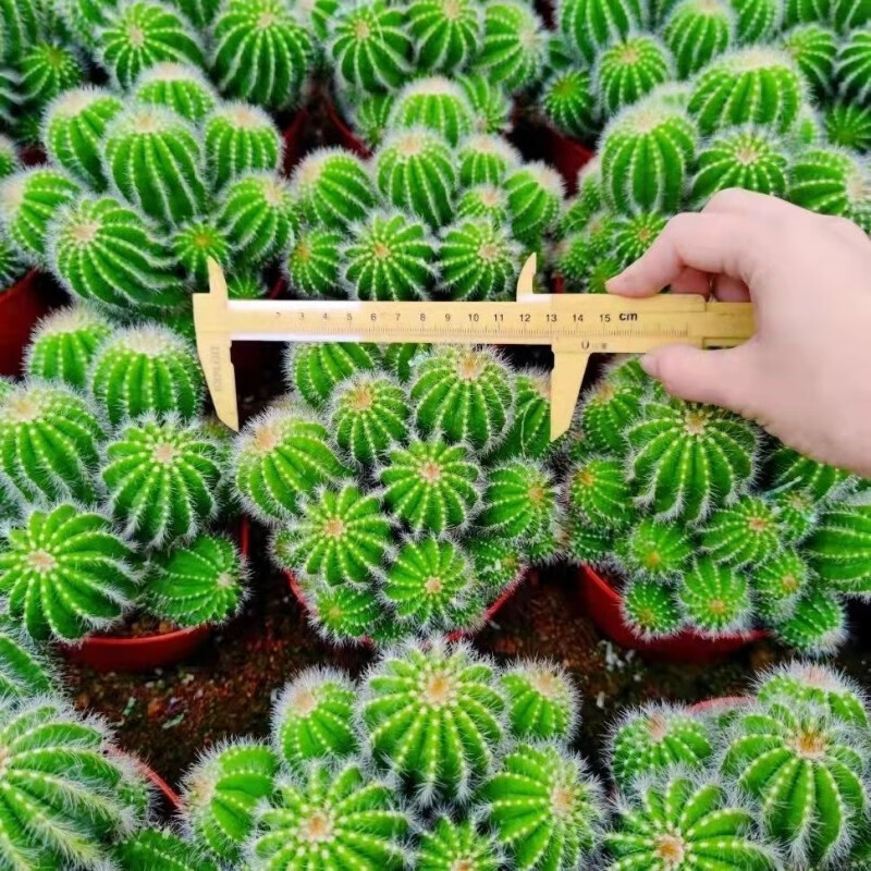 盆栽办公室防辐射多头植物绿植花卉 金冠群生(10-12公分原盆)【图片