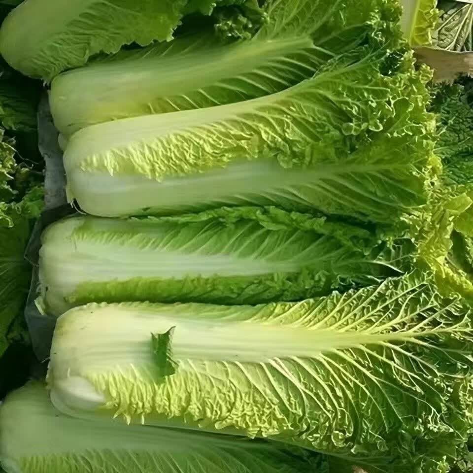 云南高山青麻叶大白菜秋绿白菜竹筒白菜津绿白菜二青白菜新鲜现摘 青