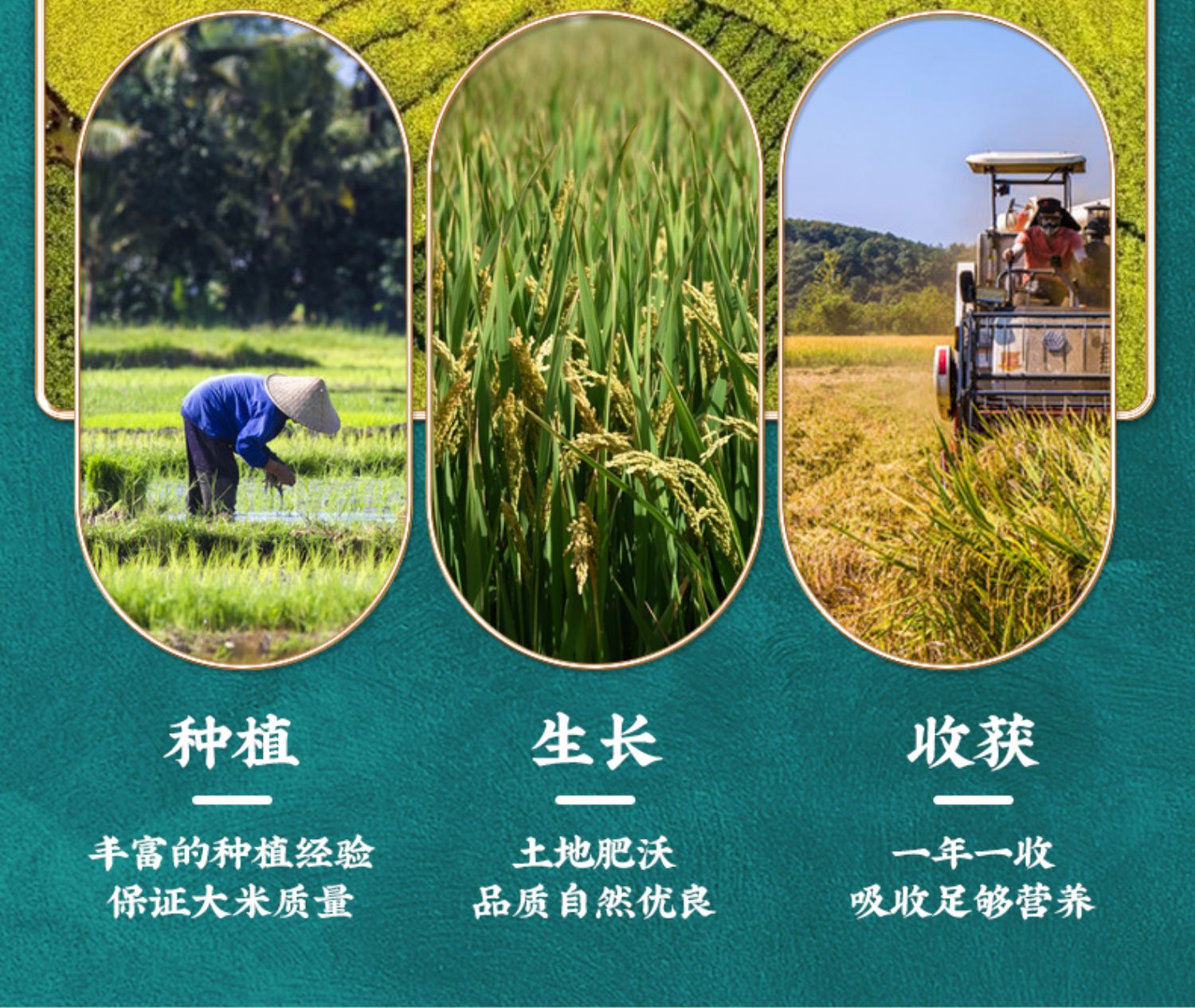 丝苗米2021年新大米25kg5斤长米粒小包装煲仔饭米猫牙米长粒香米25kg5