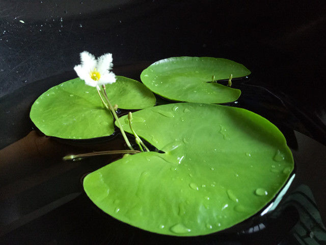 浮萍水草活体植物一叶莲鱼缸水草肚兜萍除no3净化水质浮草槐叶萍槐叶