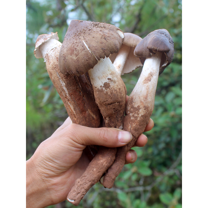 新鲜鸡枞菌云南鸡枞鸡棕斗鸡菇伞把菇半开伞菌新鲜鸡纵 500g 1000g
