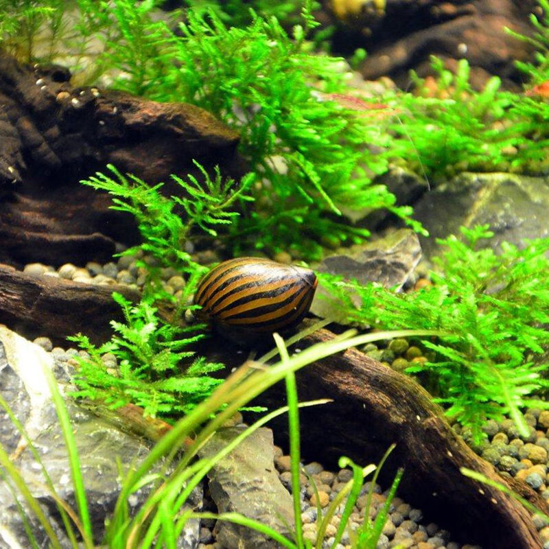 马来螺鱼缸净化清洁浴缸清洁工斑马螺苹果螺甜筒螺包损可繁殖 斑马螺