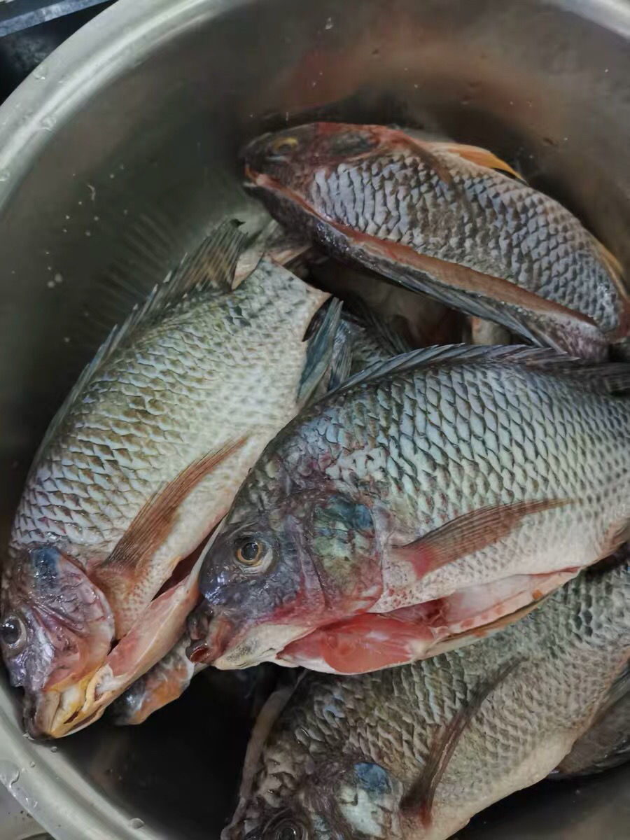 罗鱼新鲜鲜活现杀冷冻罗飞脆肉腌制福寿鱼 3-4条(总重1.8-2.