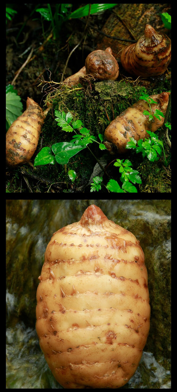 野生新鲜乌天麻500g高海拔深山湿天麻中药材现挖头晕头疼 新鲜天麻大