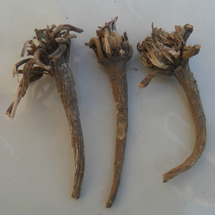 伟博中药材阿纳其根欧都里开日合除虫菊根250克