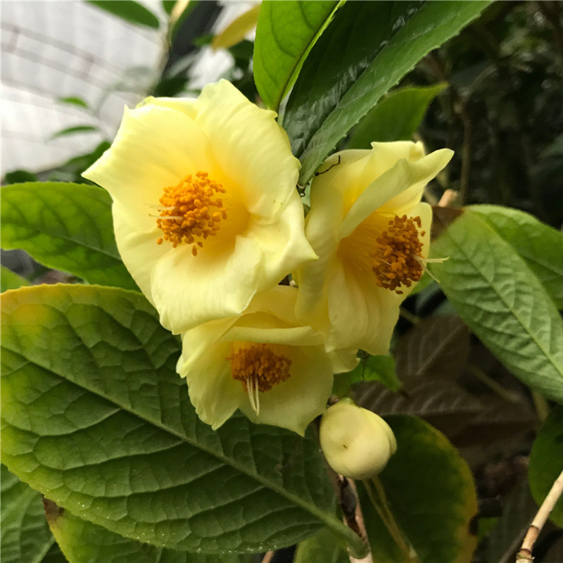 战长沙黄樽金花茶树苗盆栽植凹脉金花黄抱茎金花茶盆栽防城金花茶名贵