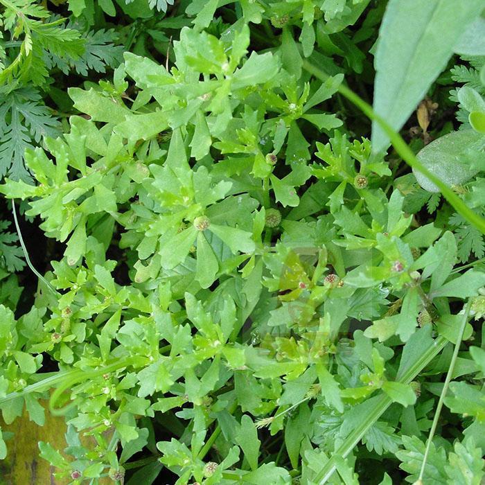 伟博新鲜鹅不食草滴鼻汁 鹅不吃草 现榨鹅里不食草榨汁液 50ml/瓶 鹅