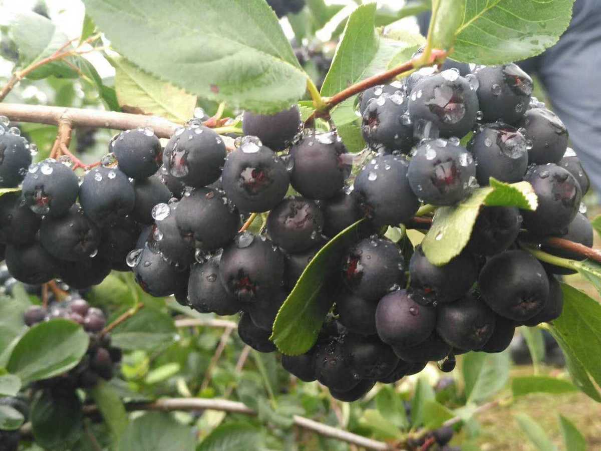 俄罗斯黑果原装进口野生天然胰岛素天鹅绒果实桦树茸降糖养生 黑果100