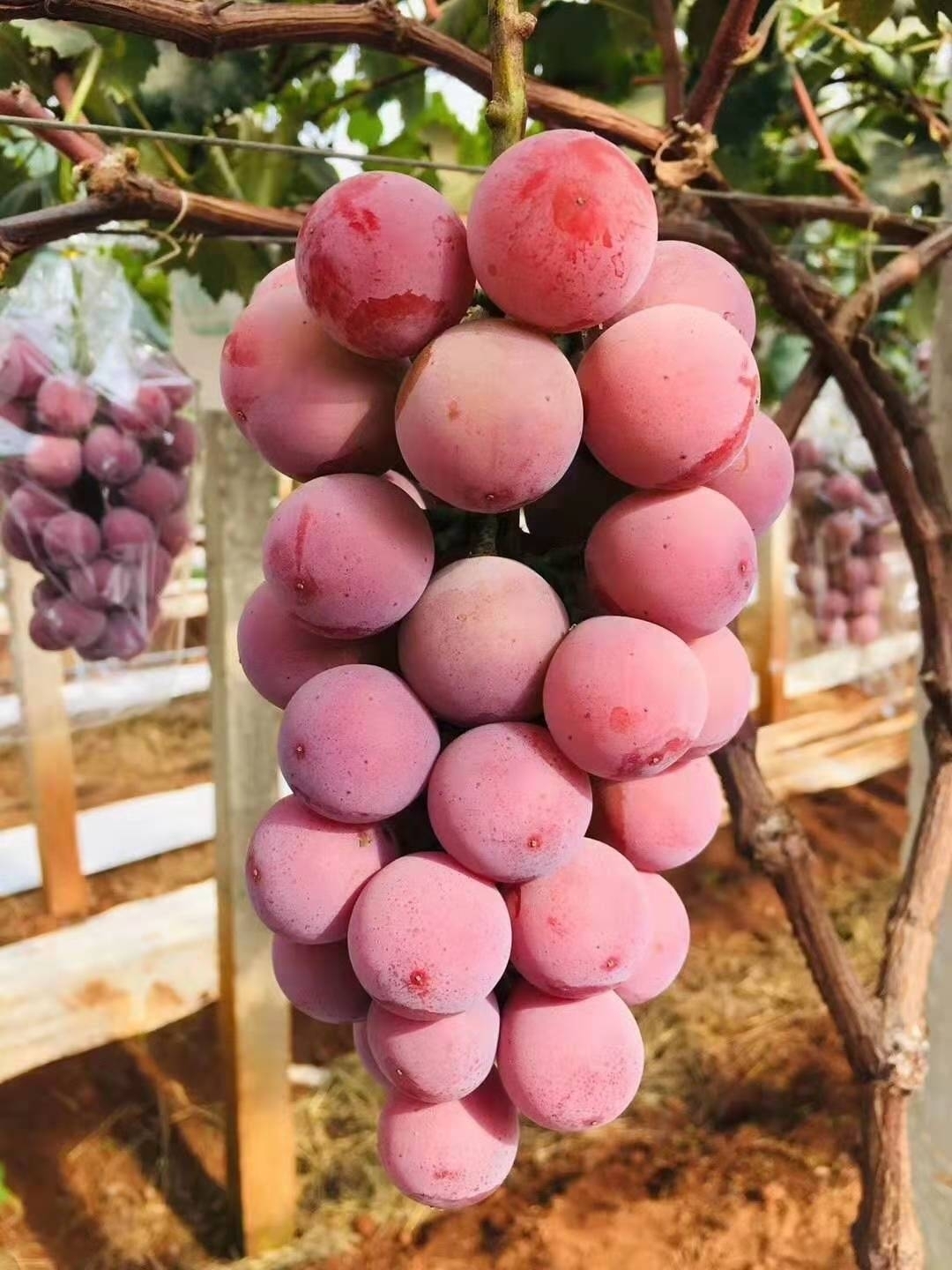 伯贤(boxian) 妮娜皇后葡萄红晴王罗马红宝石红提/1串750g应季新鲜