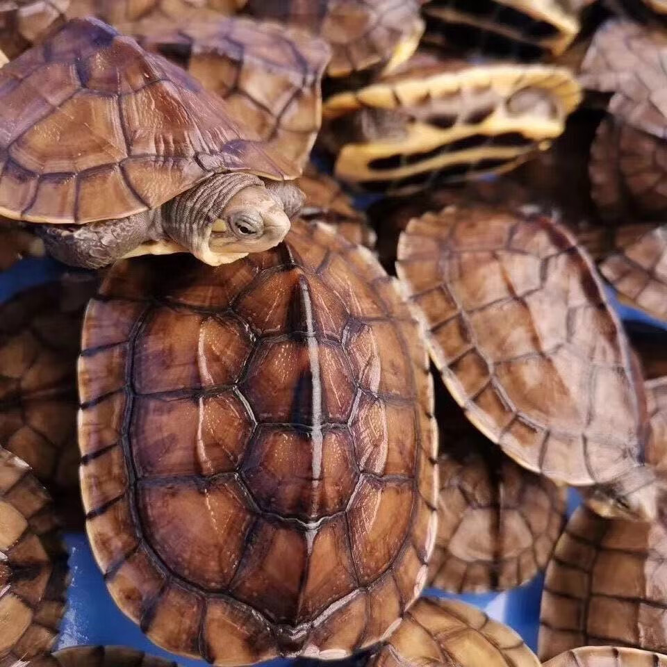 正宗越南龟石金线龟招财龟风水镇宅金钱草乌龟苗活体杂食龟观赏龟 8两