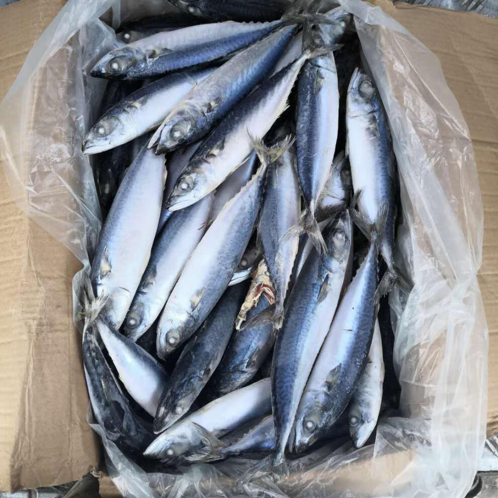 顺丰家庭版鲐鲅鱼青条鱼青占鱼3斤5斤10斤起发多