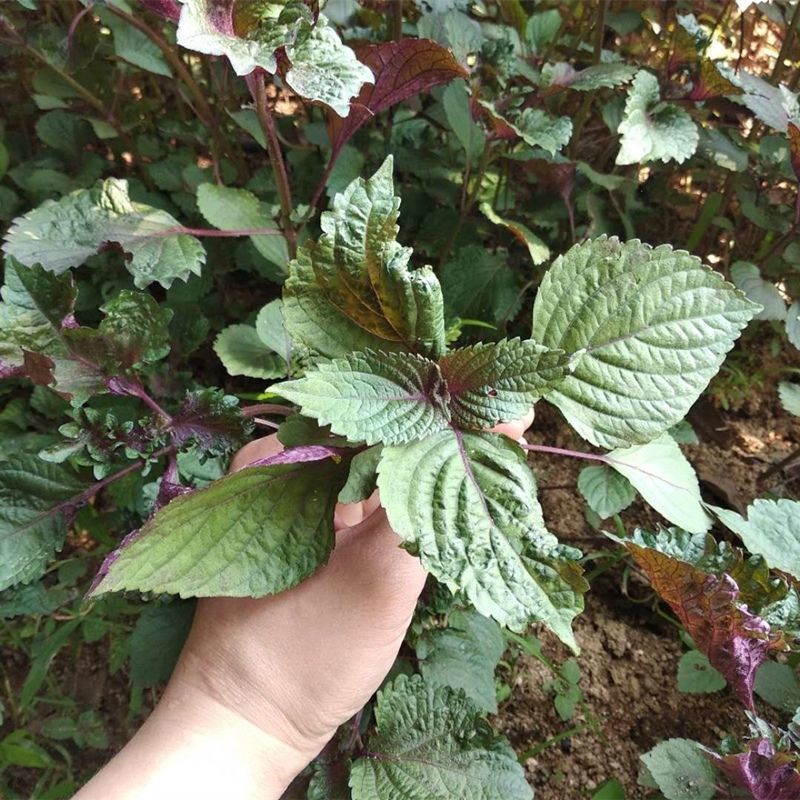 磐阙上新野生苏子苗新鲜紫苏苗盆栽紫苏苗5棵