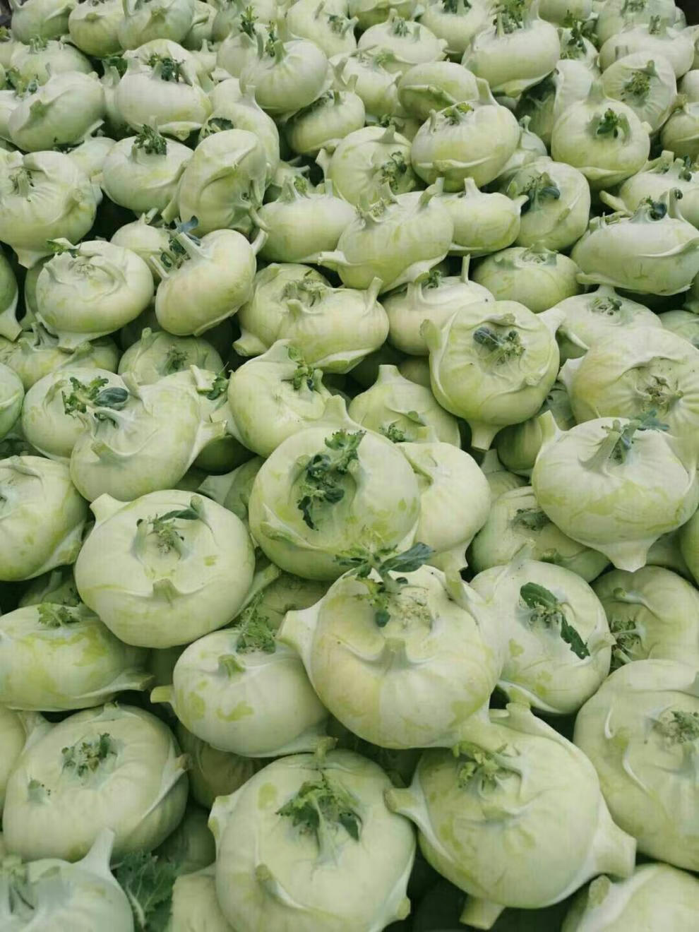 云南新鲜蔬菜苤蓝水果大头菜疙瘩菜新鲜苤蓝泡菜农家自种现摘现发