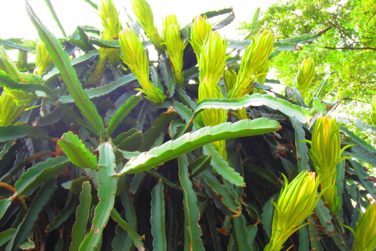 霸王花苗霸王鞭量天尺剑花仙人掌科多肉植物盆栽蟹爪兰嫁接砧木长15