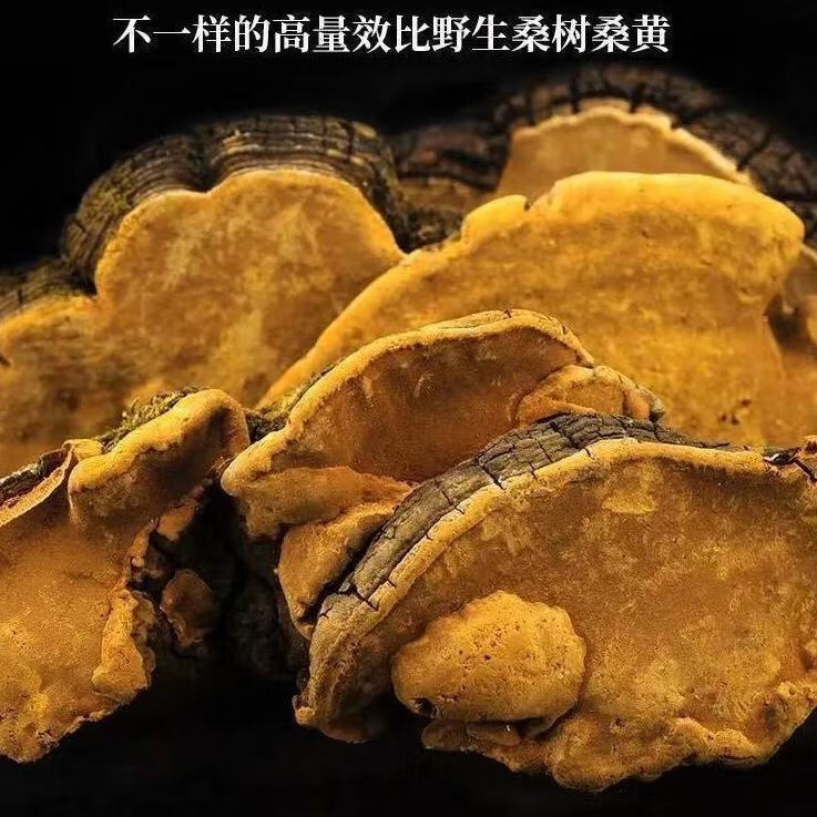 西藏野生桑黄正宗西藏桑树桑黄野生金边桑黄灵芝桑黄泡酒水30年野生