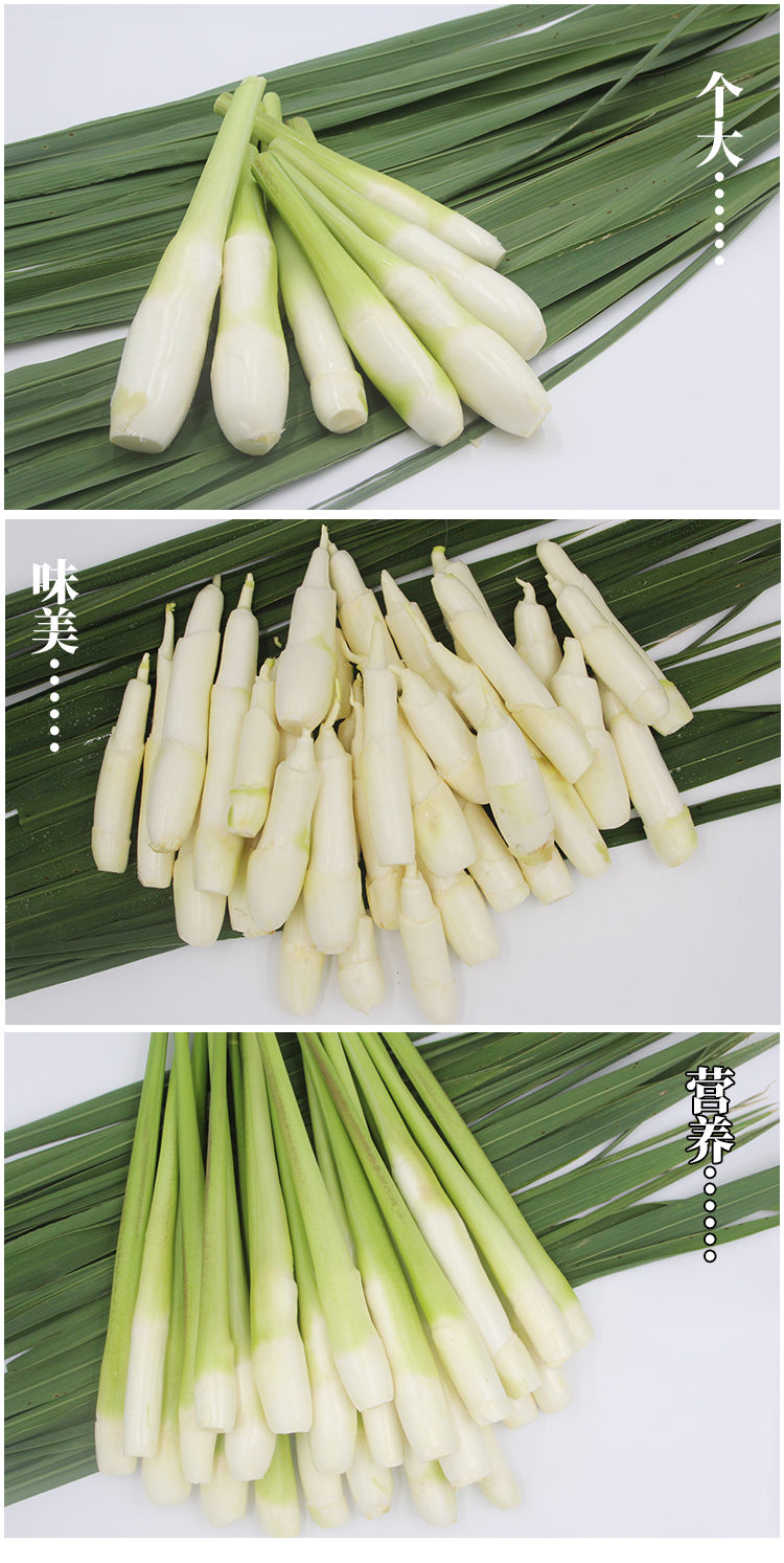 青樱红荔浙江台州新鲜茭白特产高笋茭儿菜菰茭瓜农家现摘现发时令四斤