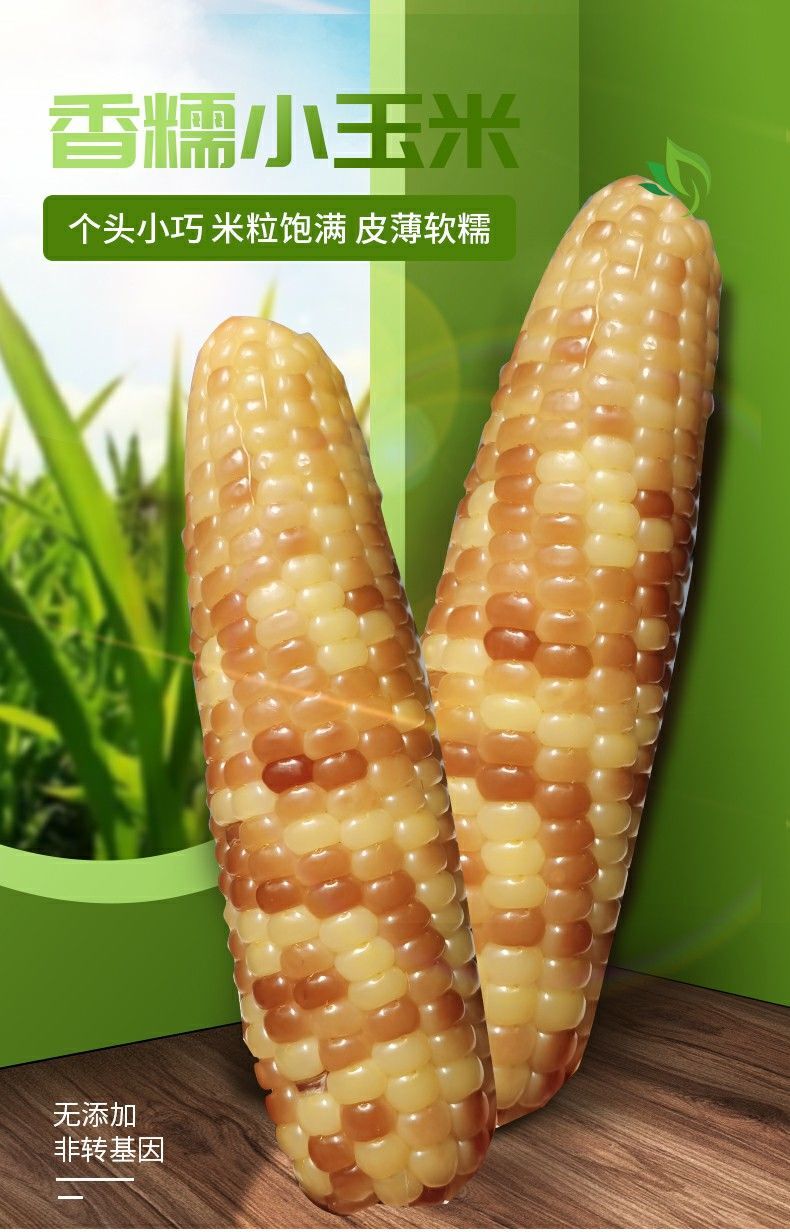 云南西双版纳香糯小玉米棒真空包装新鲜即食低脂粗粮香甜营养早餐香糯