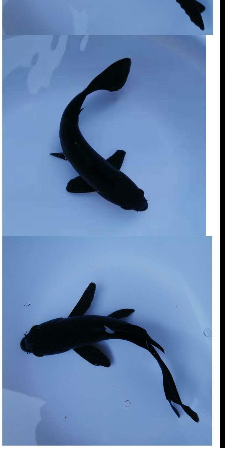 黑金锦鲤鱼风水鱼镇宅黑色金鱼活鱼冷水易活,种龙凤乌金锦鲤 龙凤黑金