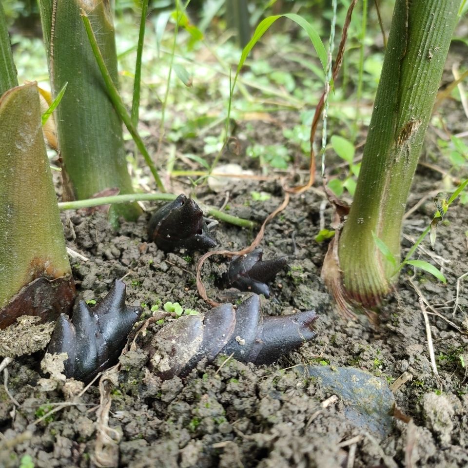 酸辣阳荷姜老坛泡制小米辣洋火姜新鲜出坛茗荷阳蒮洋合笋手工自制250g