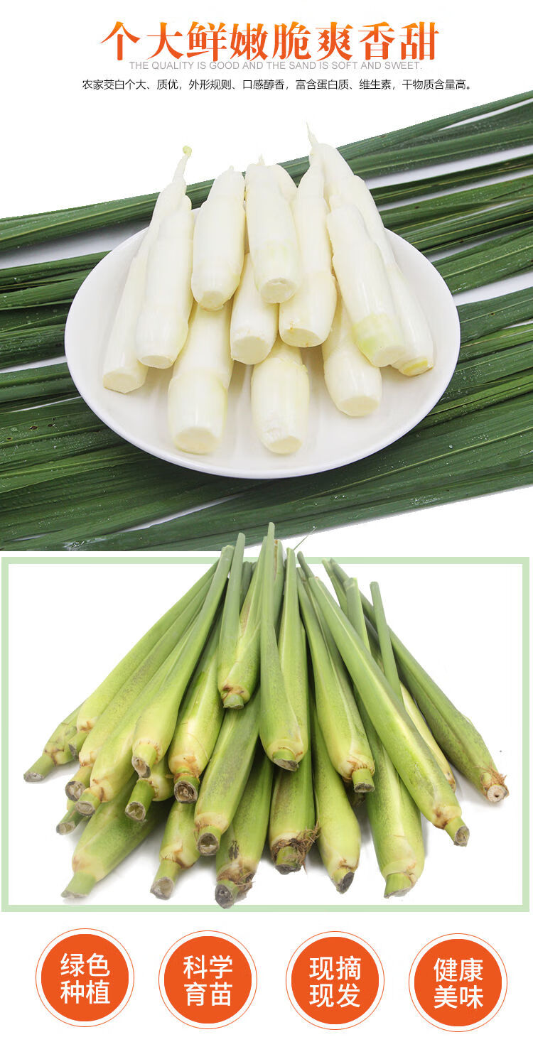 青樱红荔浙江台州新鲜茭白特产高笋茭儿菜菰茭瓜农家现摘现发时令四斤
