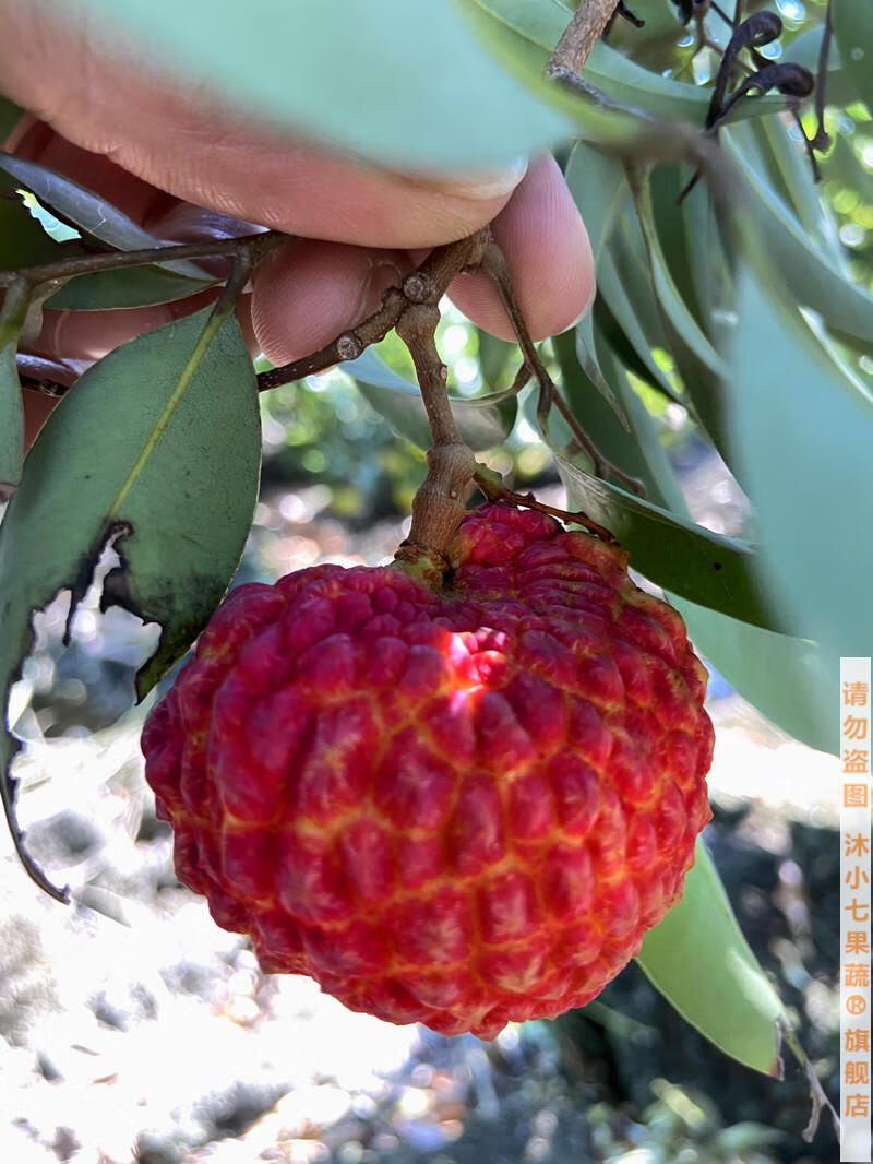 fgacct【顺丰空运】海南荔枝王 超大荔枝新鲜5斤产地直发现摘现发