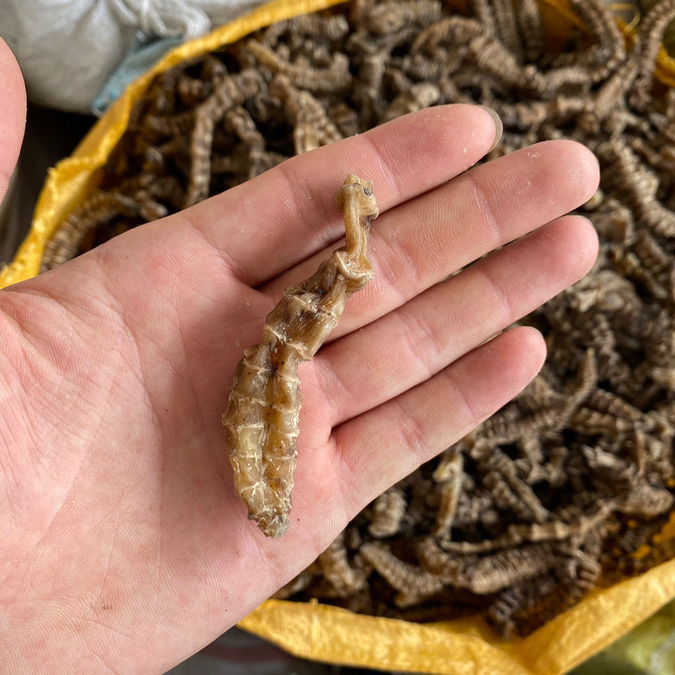 顶天柱中药 阳鞭劲 云南苗家腾冲特产野生顶天柱中草药泡酒料中药材